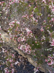 Paynes Hybrid Thryptomene