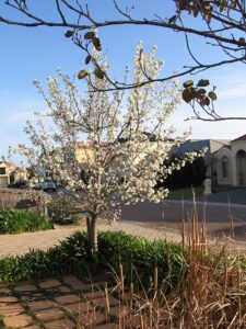 Manchurian Pear