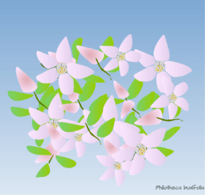 Philotheca buxifolia